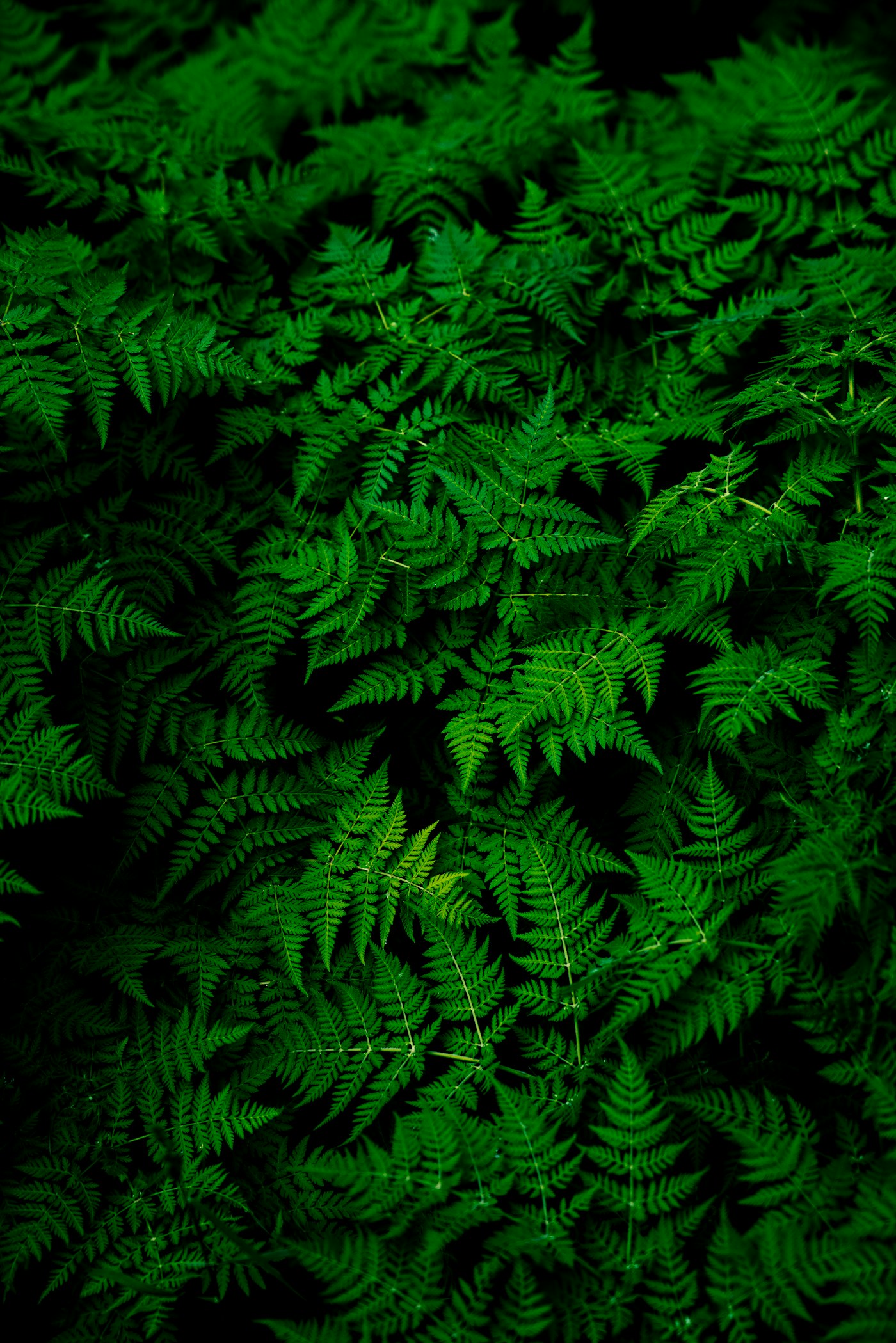 Dense biodiverse green foliage