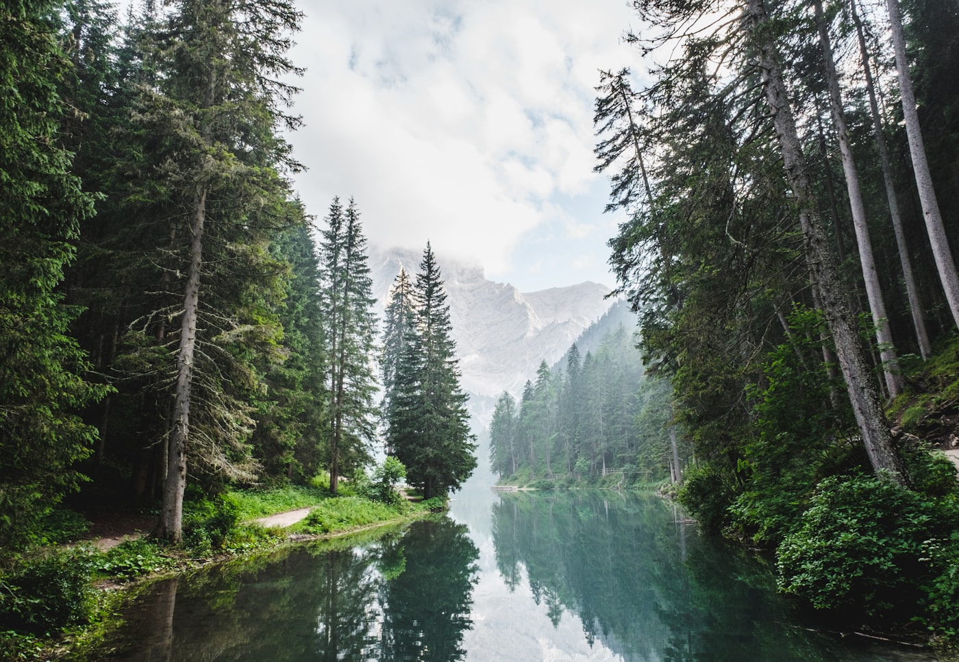 A forest ecosystem studied by conservation teams